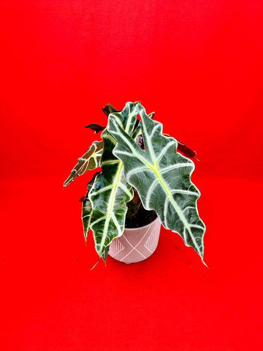 Alocasia Polly