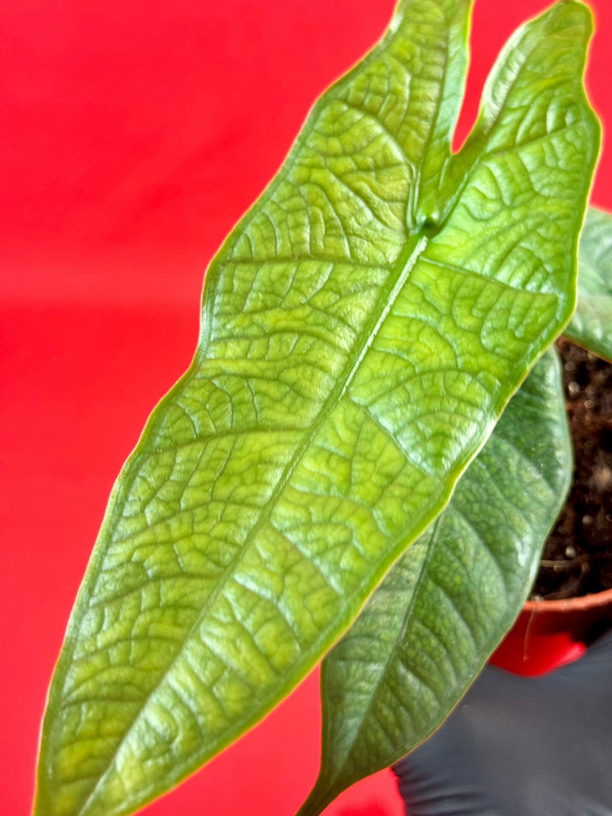 Alocasia sulawesi 'Green Carpet' - LUplnts