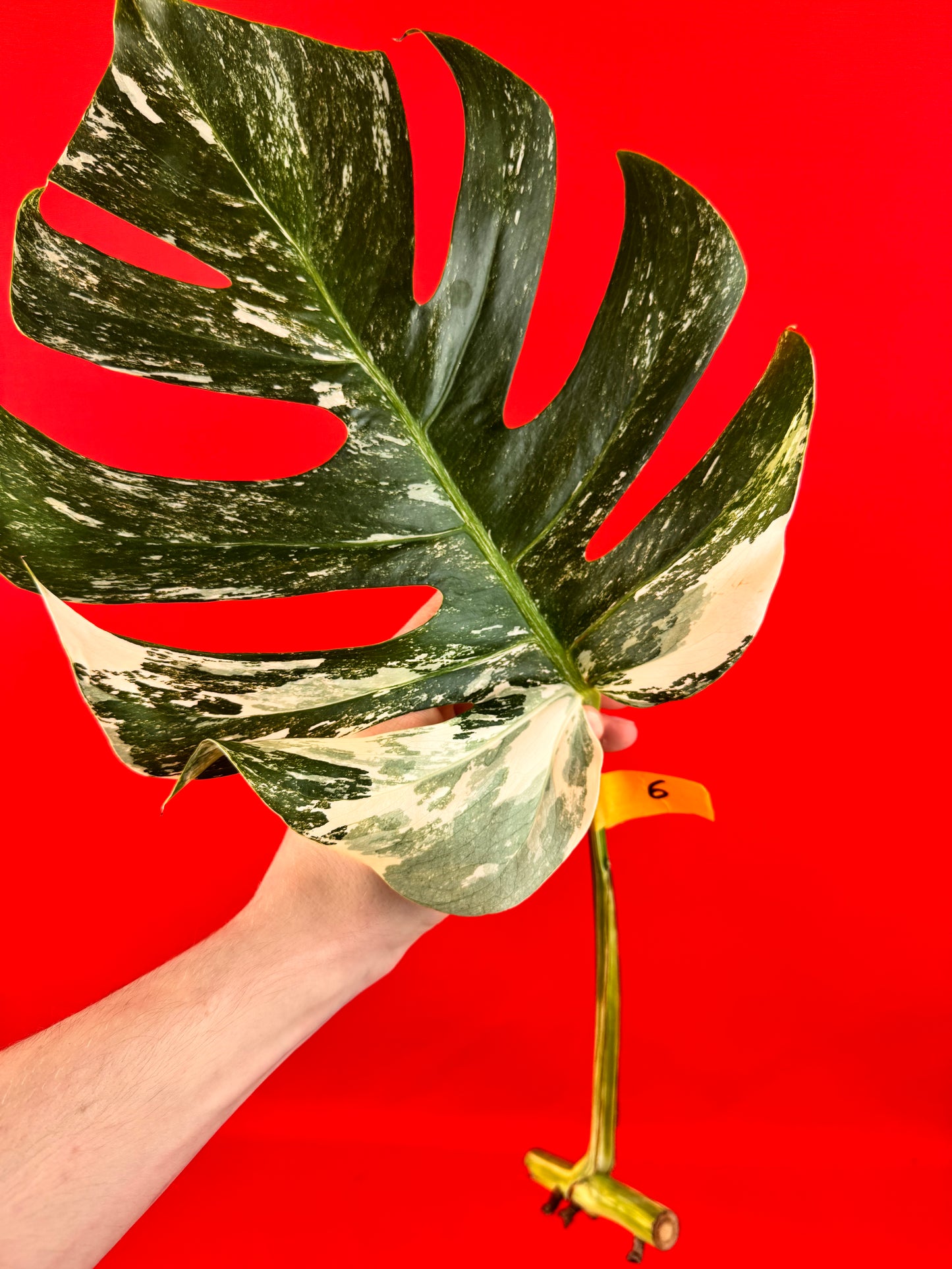 Monstera Deliciosa Variegata (bouture)