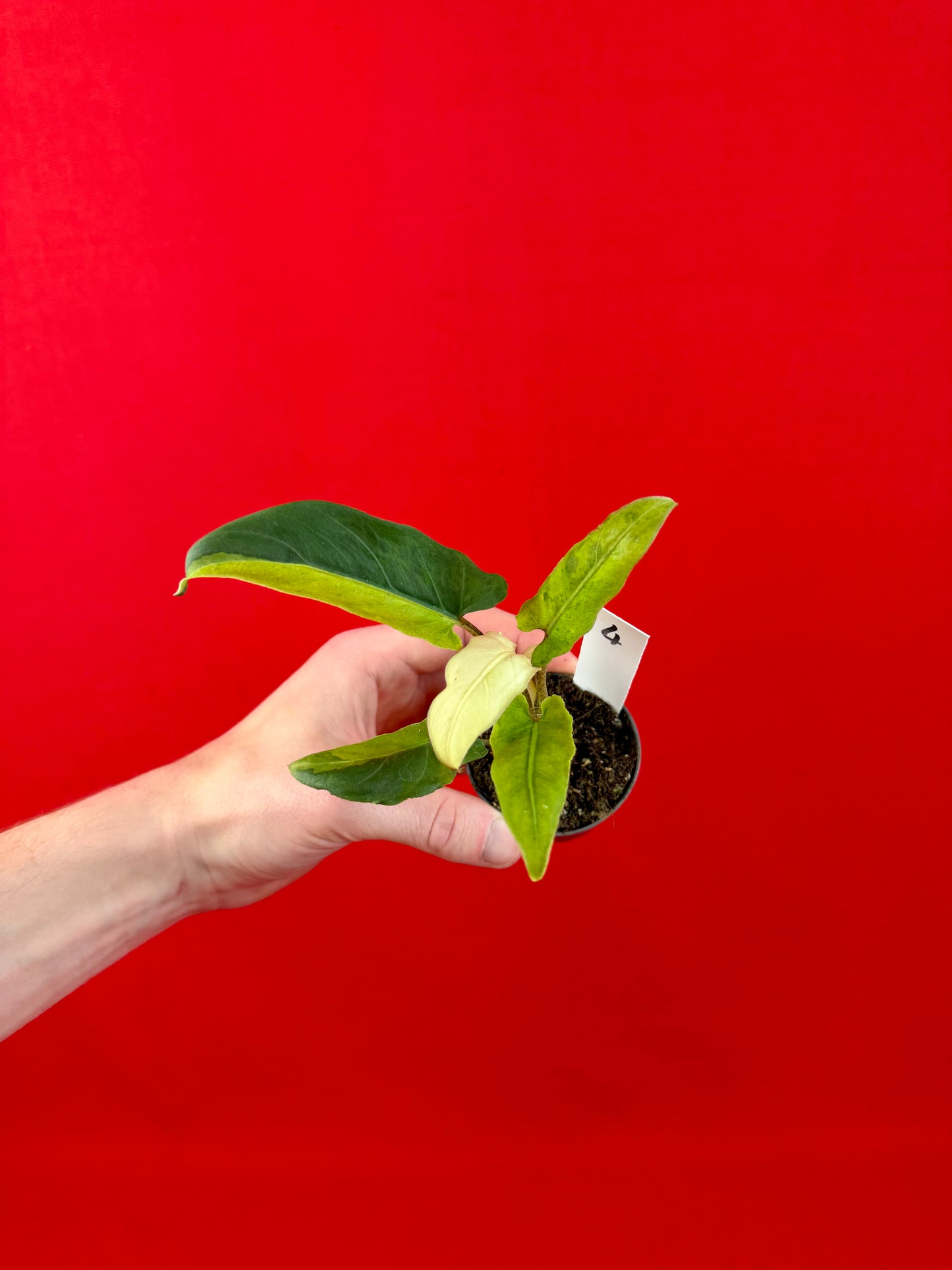 Alocasia lauterbachiana 'Variegata' (s)