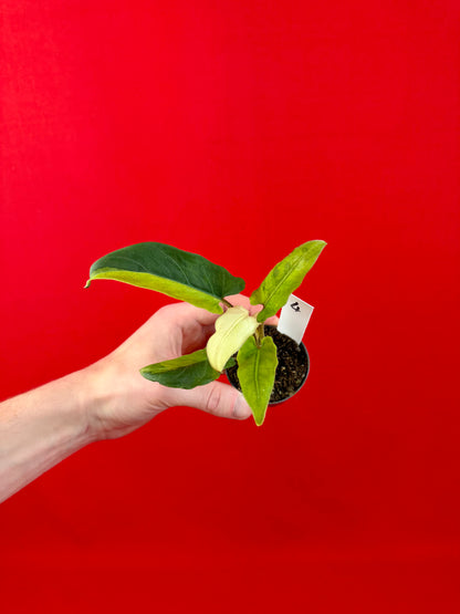 Alocasia lauterbachiana 'Variegata' (s)