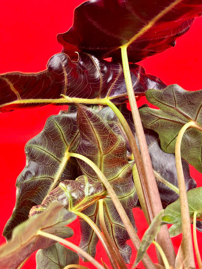 Alocasia Polly