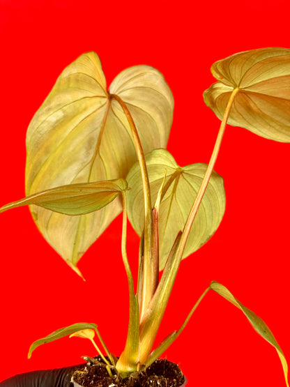 Philodendron pastazanum (s)