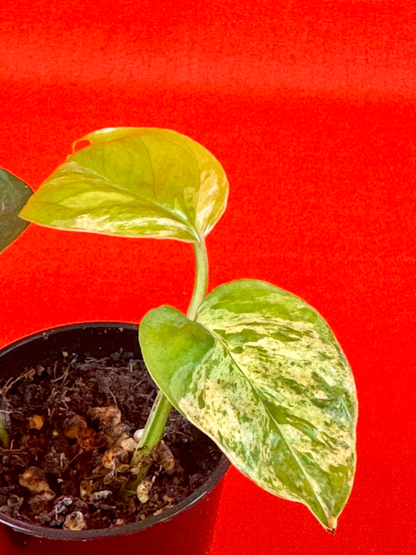 Epipremnum pinnatum 'Marble Variegata' (s)