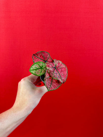 Caladium-Bündel (s)