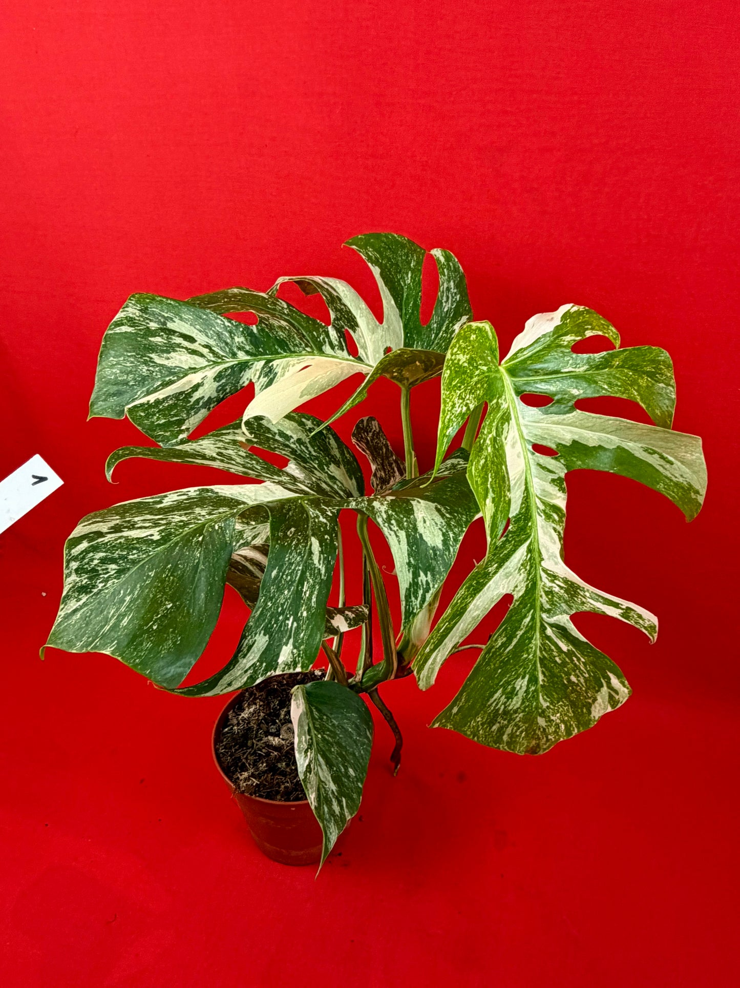 Monstera Deliciosa Variegata (L)