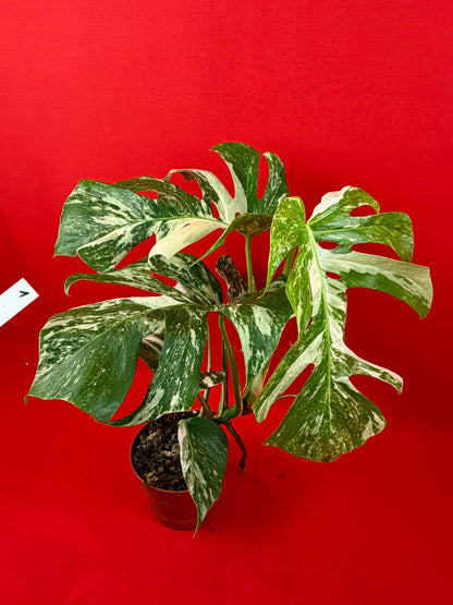 Monstera Deliciosa Variegata (L)