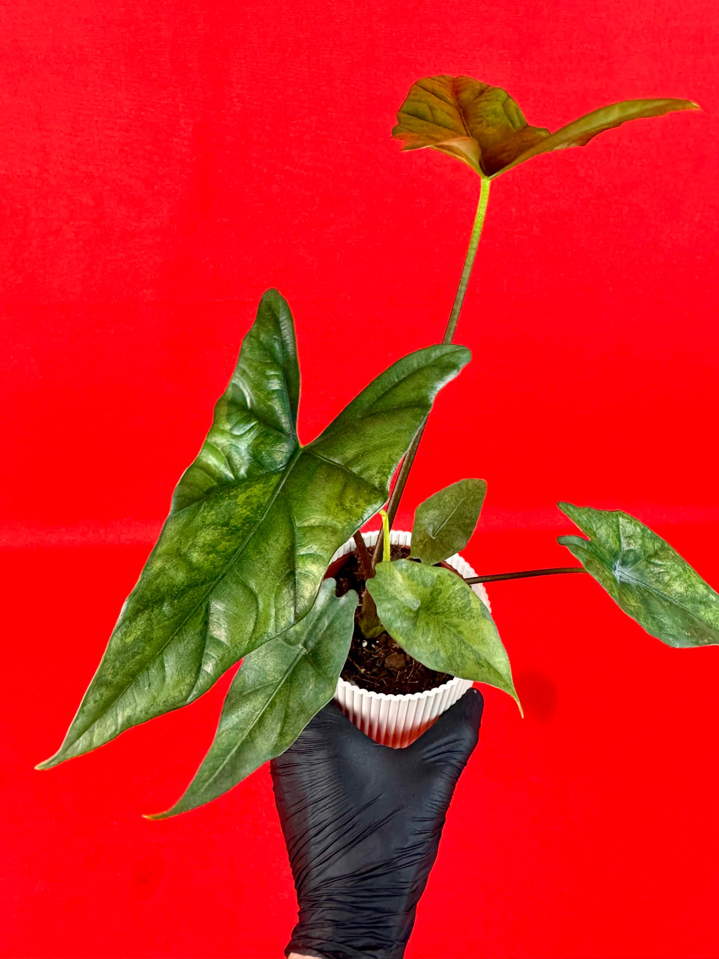 Alocasia Simpo Variegata (Green on Green)