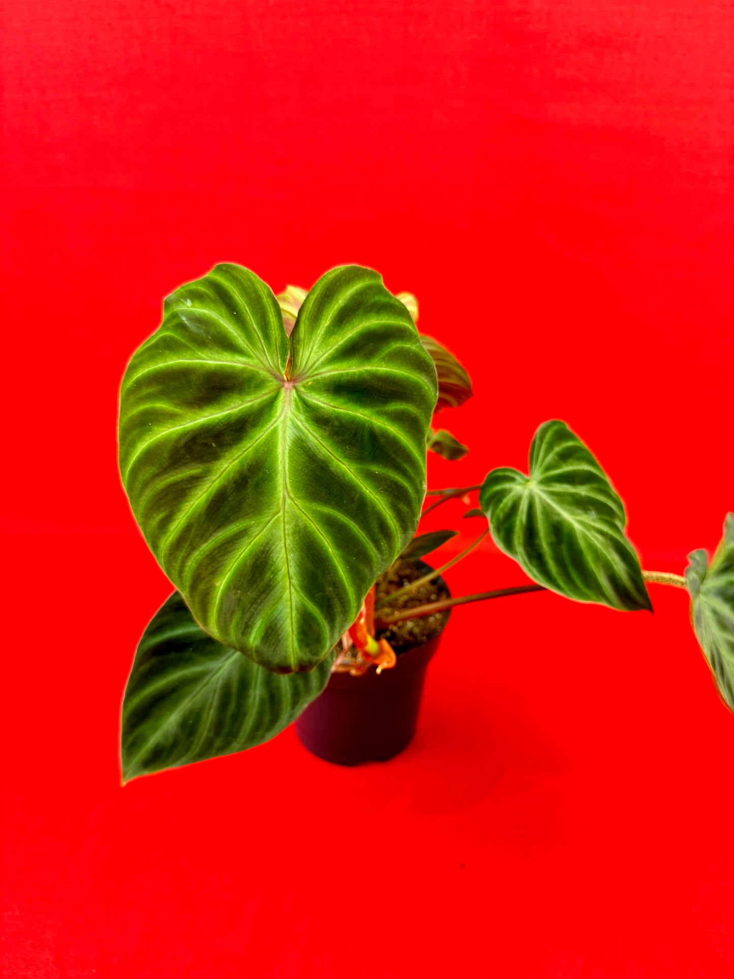 Philodendron verrucosum 'Incensi' - LUplnts