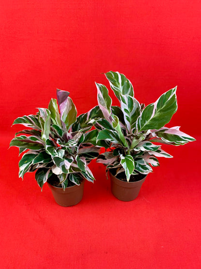 Calathea White Miracle - LUplnts