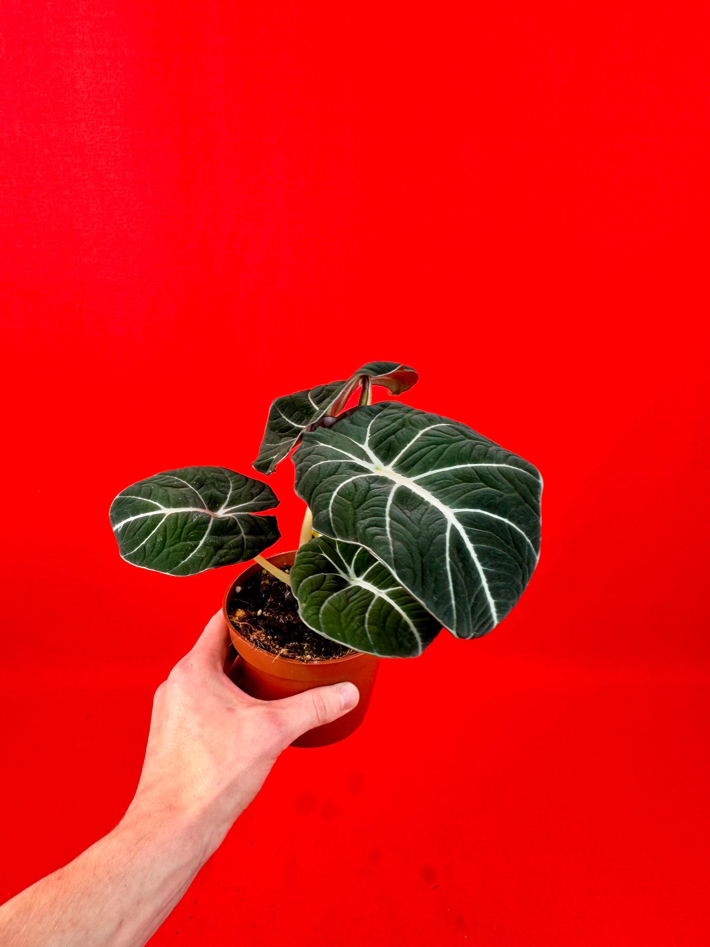 Alocasia Black Velvet