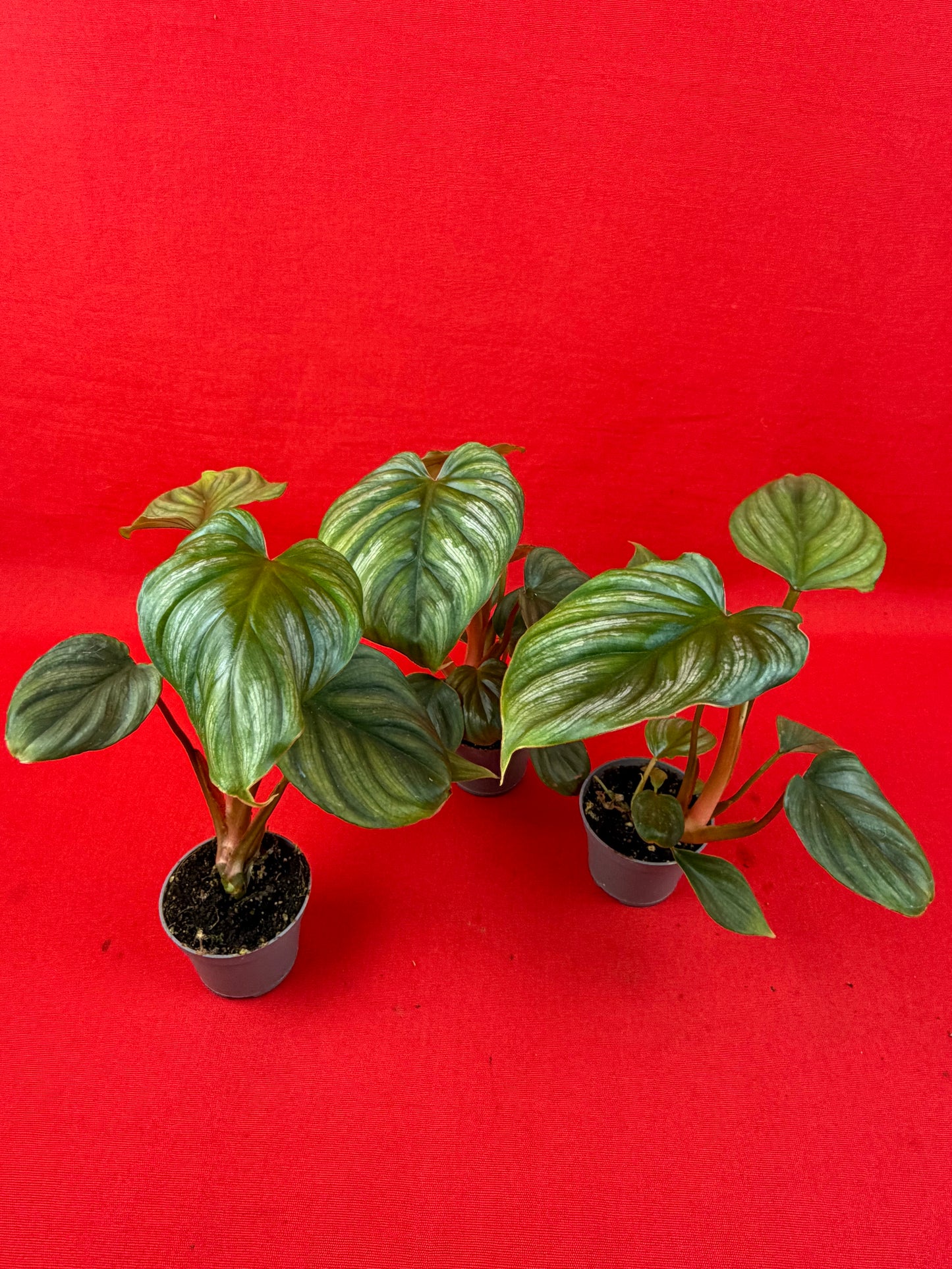 Philodendron Plowmanii (s) - LUplnts