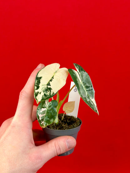 Alocasia micholitziana 'Frydek Variegata' (s)