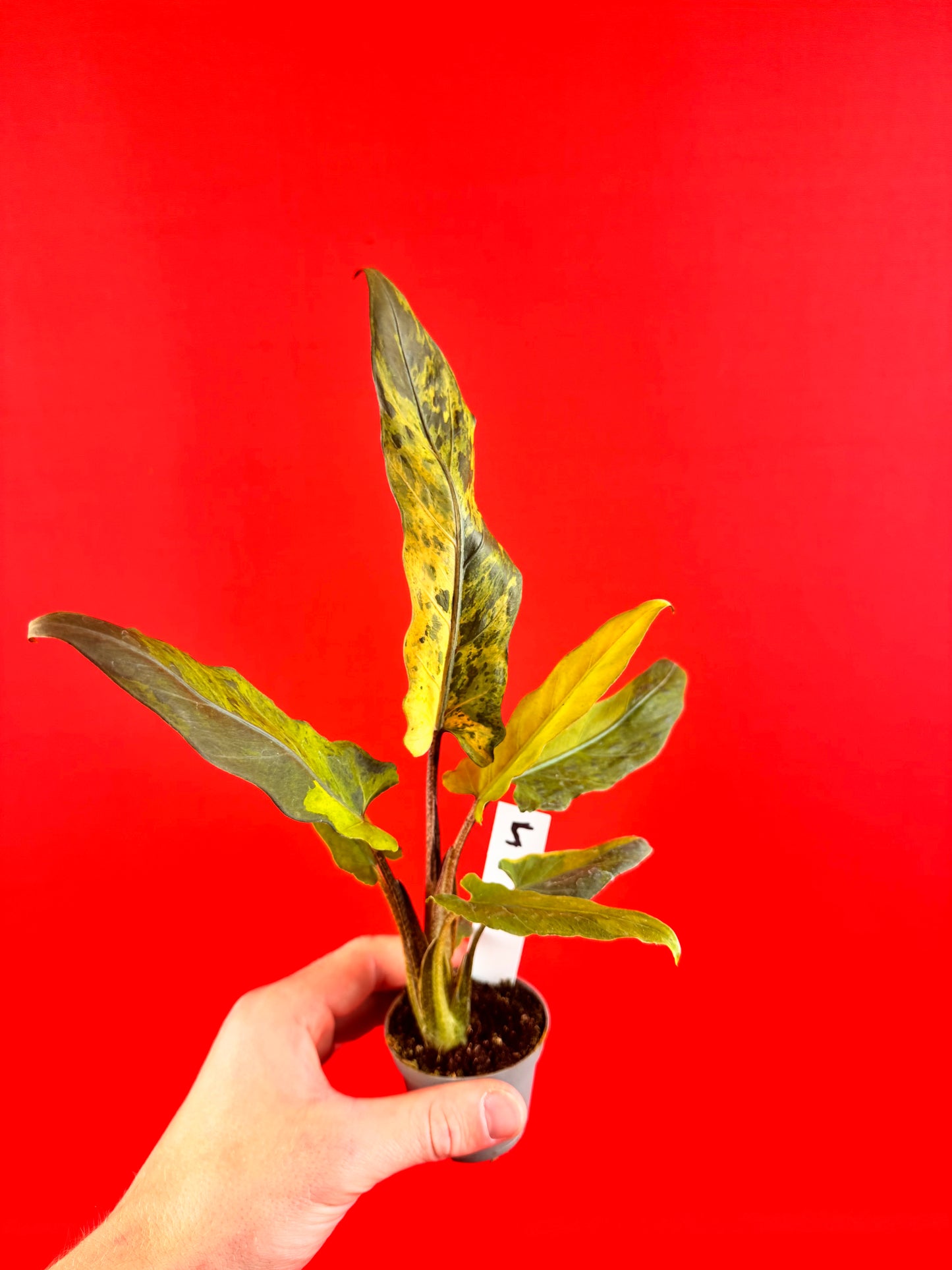 Alocasia lauterbachiana 'Variegata' (s)
