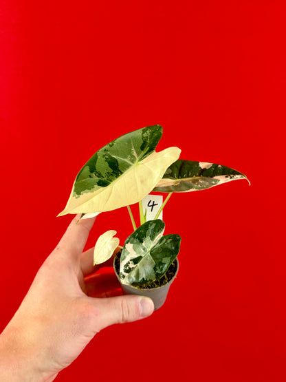 Alocasia micholitziana 'Frydek Variegata' (s)