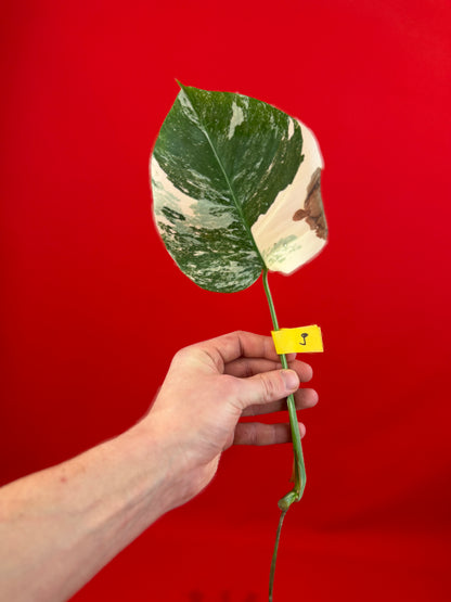 Monstera Deliciosa Variegata (cutting) - LUplnts