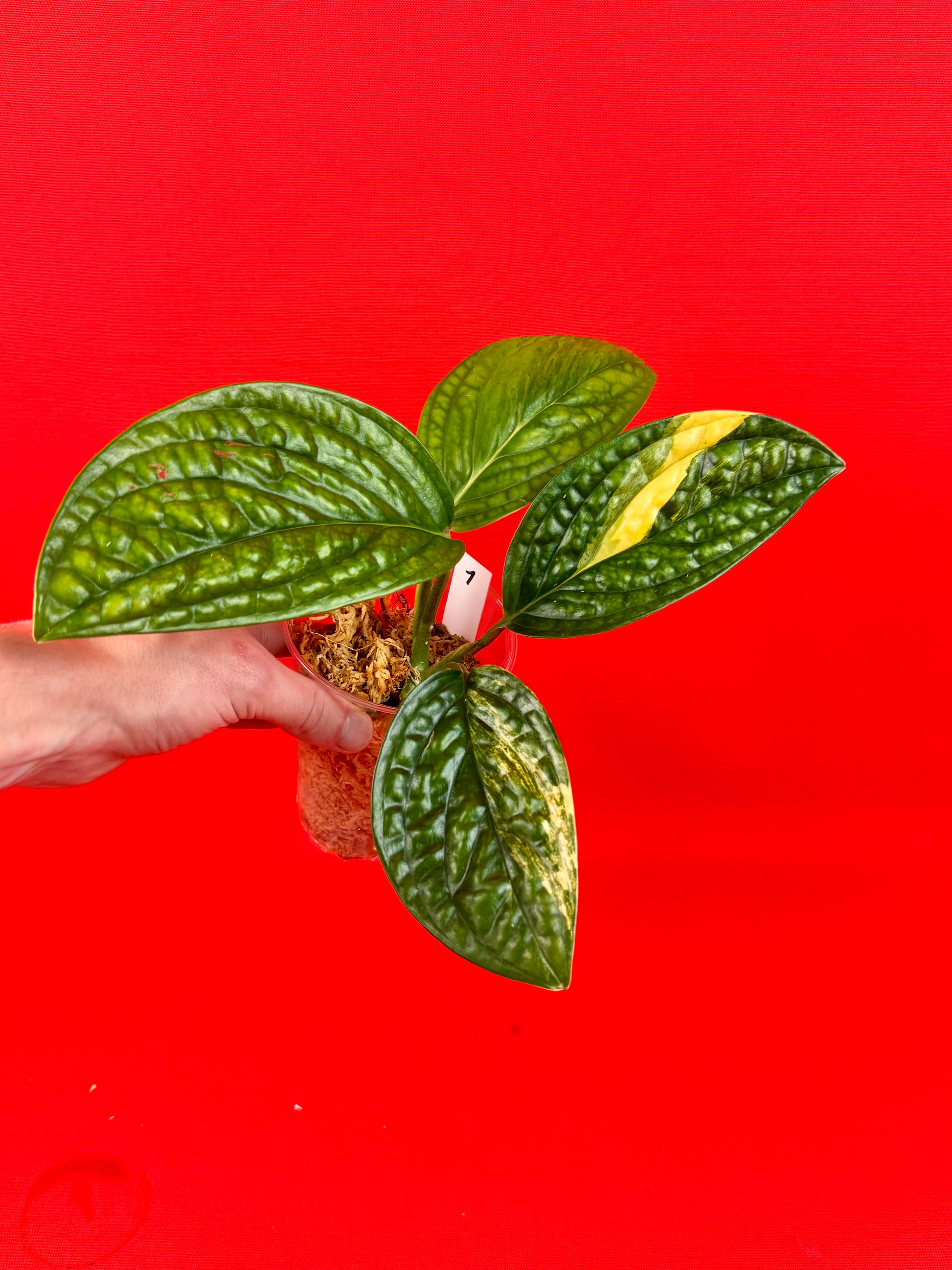 Monstera Peru variegata - LUplnts
