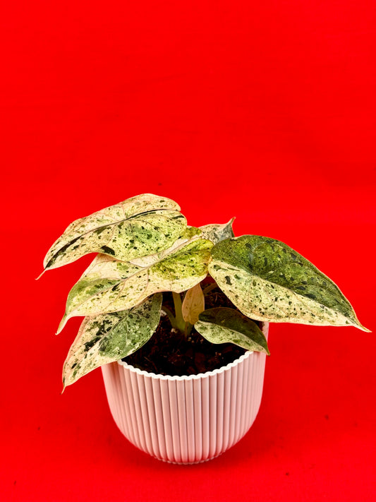 Alocasia Dragon Scale MINT