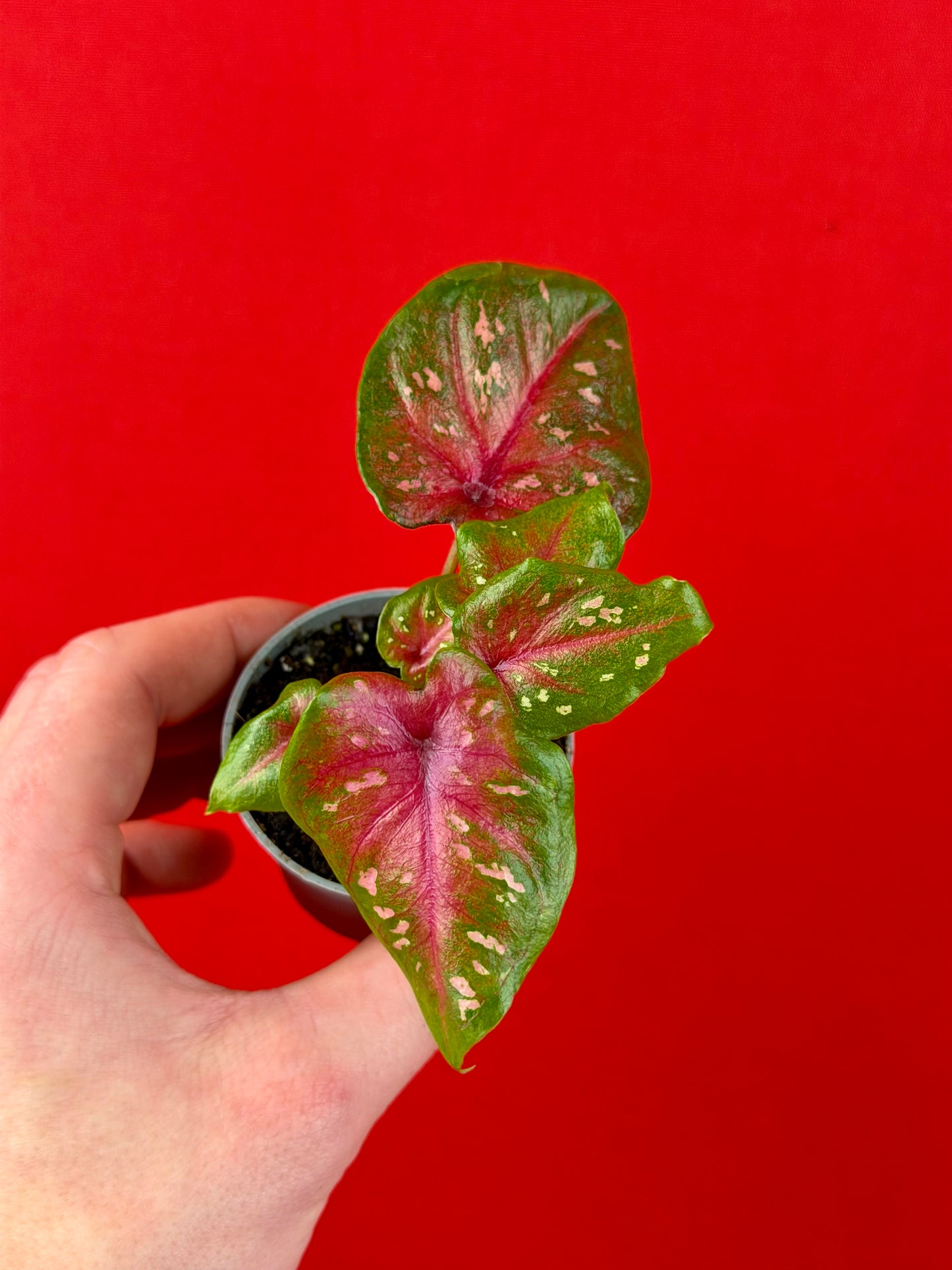 Ensemble de Caladium