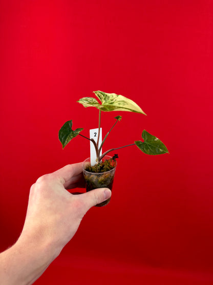 Syngonium Variegata (s) - LUplnts