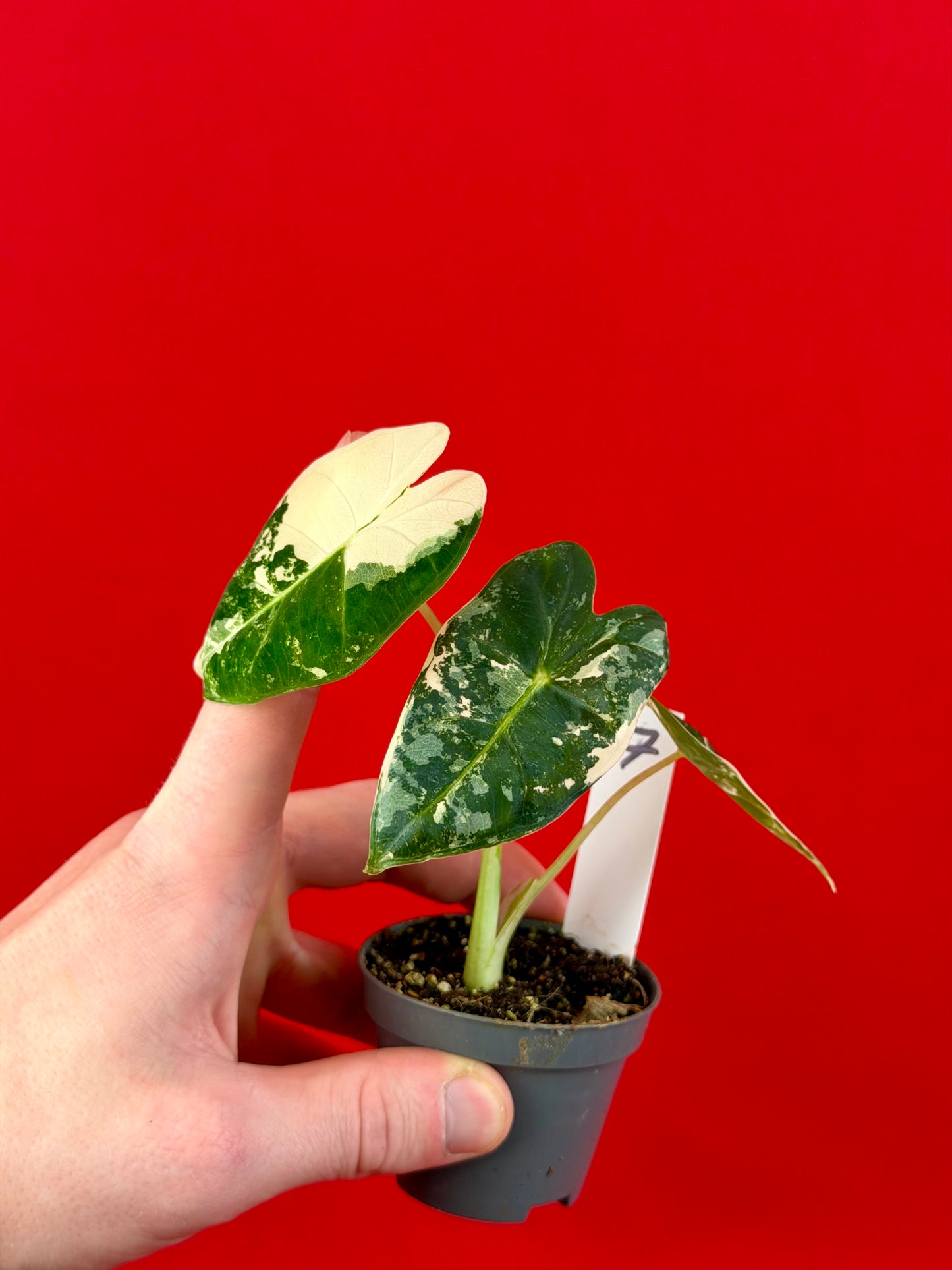 Alocasia micholitziana 'Frydek Variegata' (s)