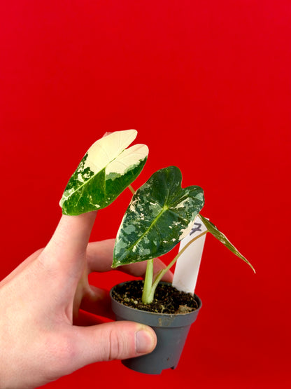 Alocasia micholitziana 'Frydek Variegata' (s)