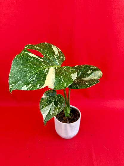 Monstera Thai Constellation - LUplnts