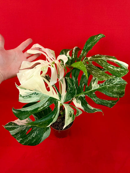 Monstera Deliciosa Variegata (L)