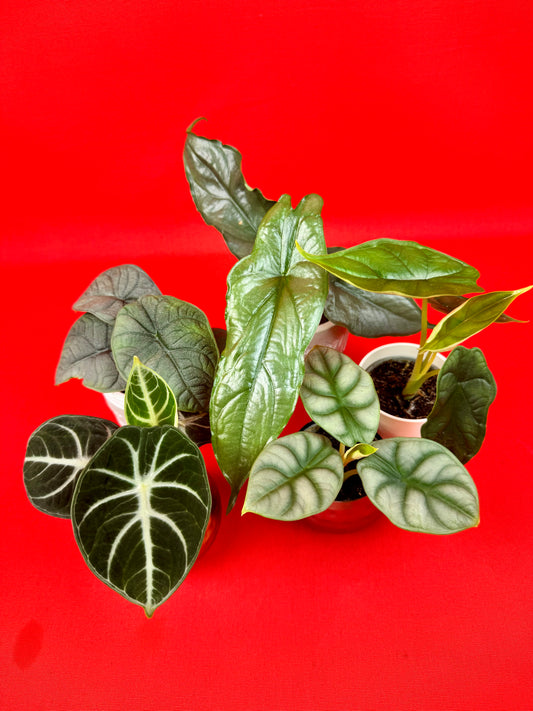 Alocasia Bundle (s)