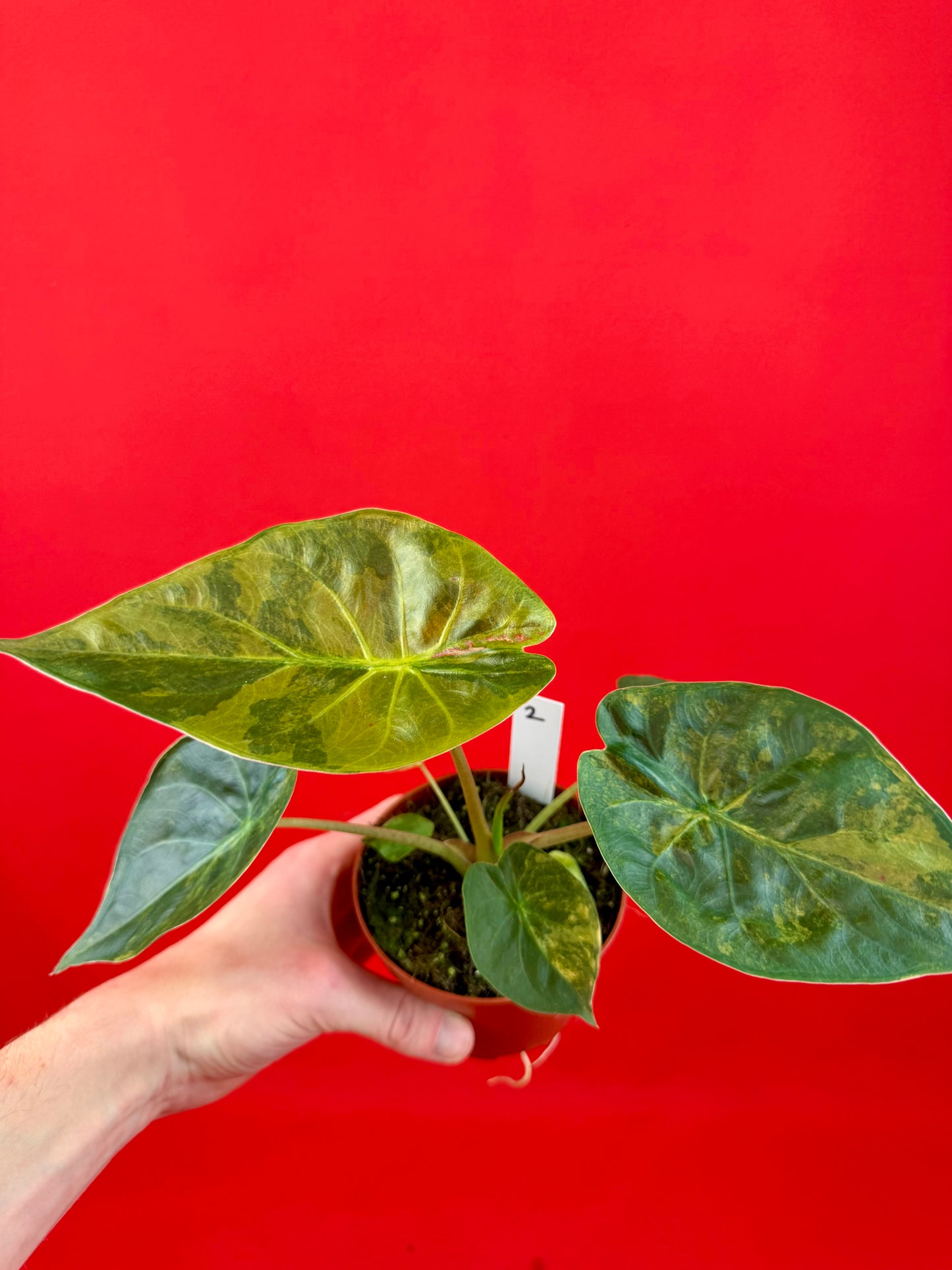 Alocasia wentii ‘Aurea‘