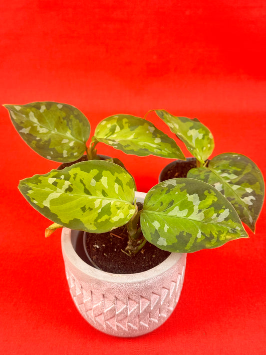 Aglaonema Pictum Tricolor (s)
