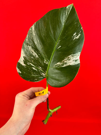 Monstera Deliciosa Variegata (bouture)