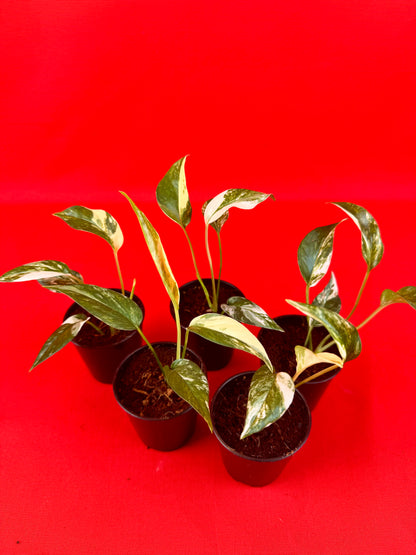 Epipremnum Pinnatum variegata (s)