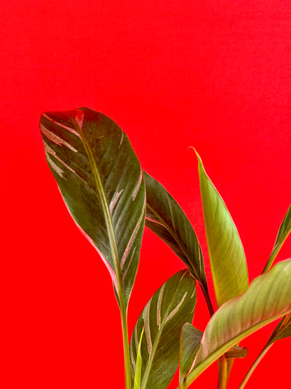 Musa Florida Variegata