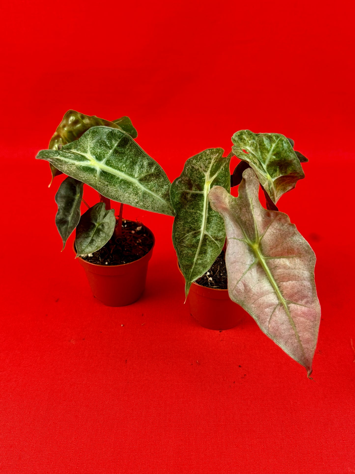 Alocasia Polly Variegata (s)