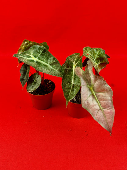 Alocasia Polly Variegata (s)