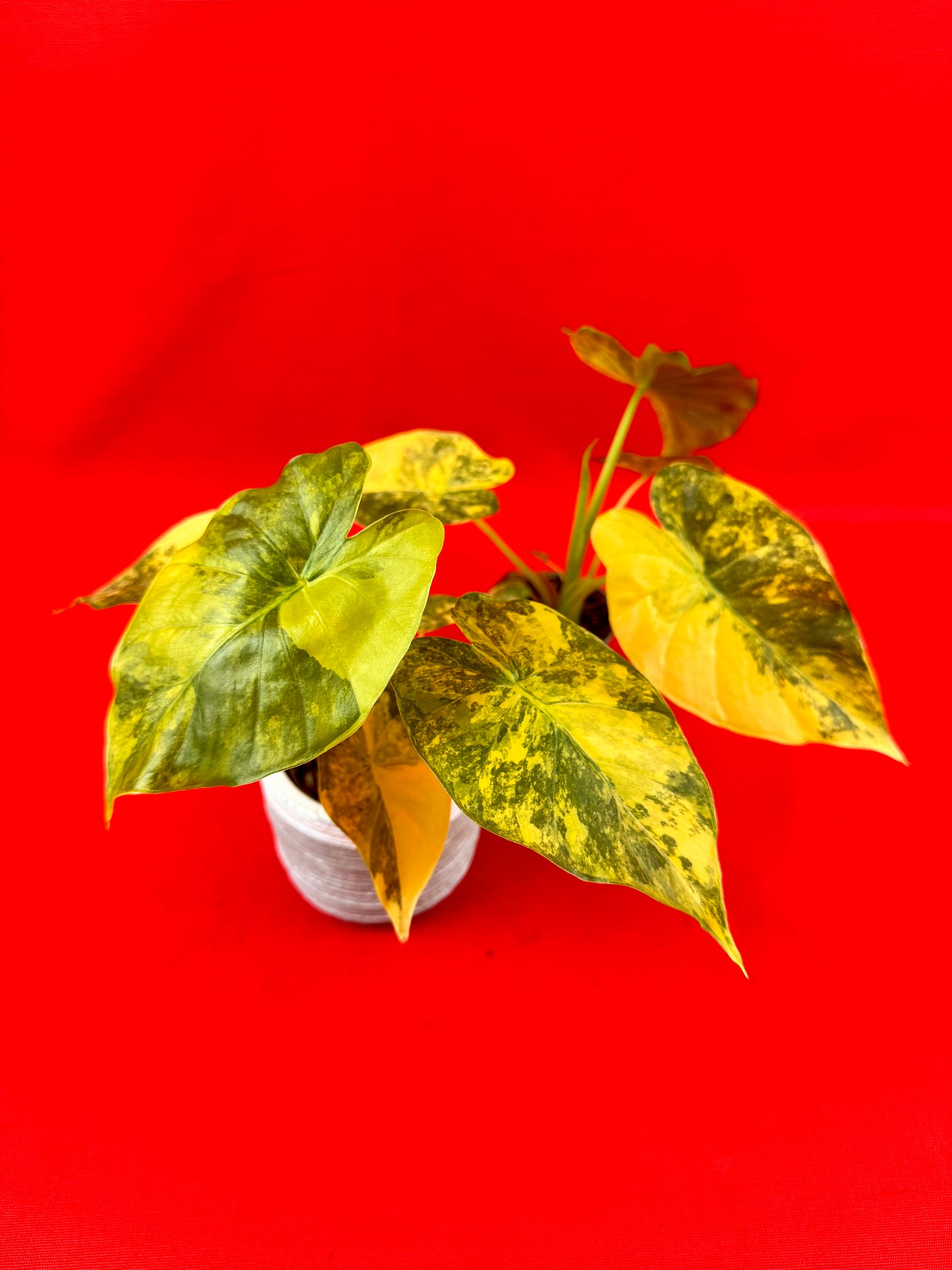Alocasia macrorrhizos 'Aurea Variegata' (s)