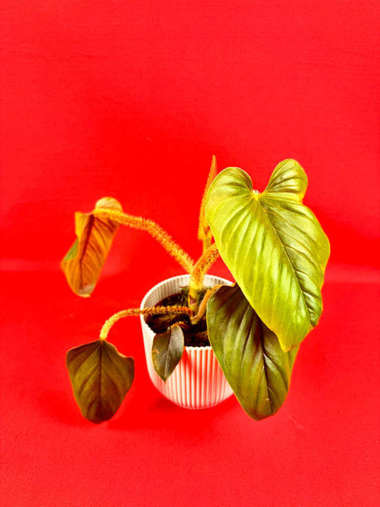 Philodendron Serpens - LUplnts