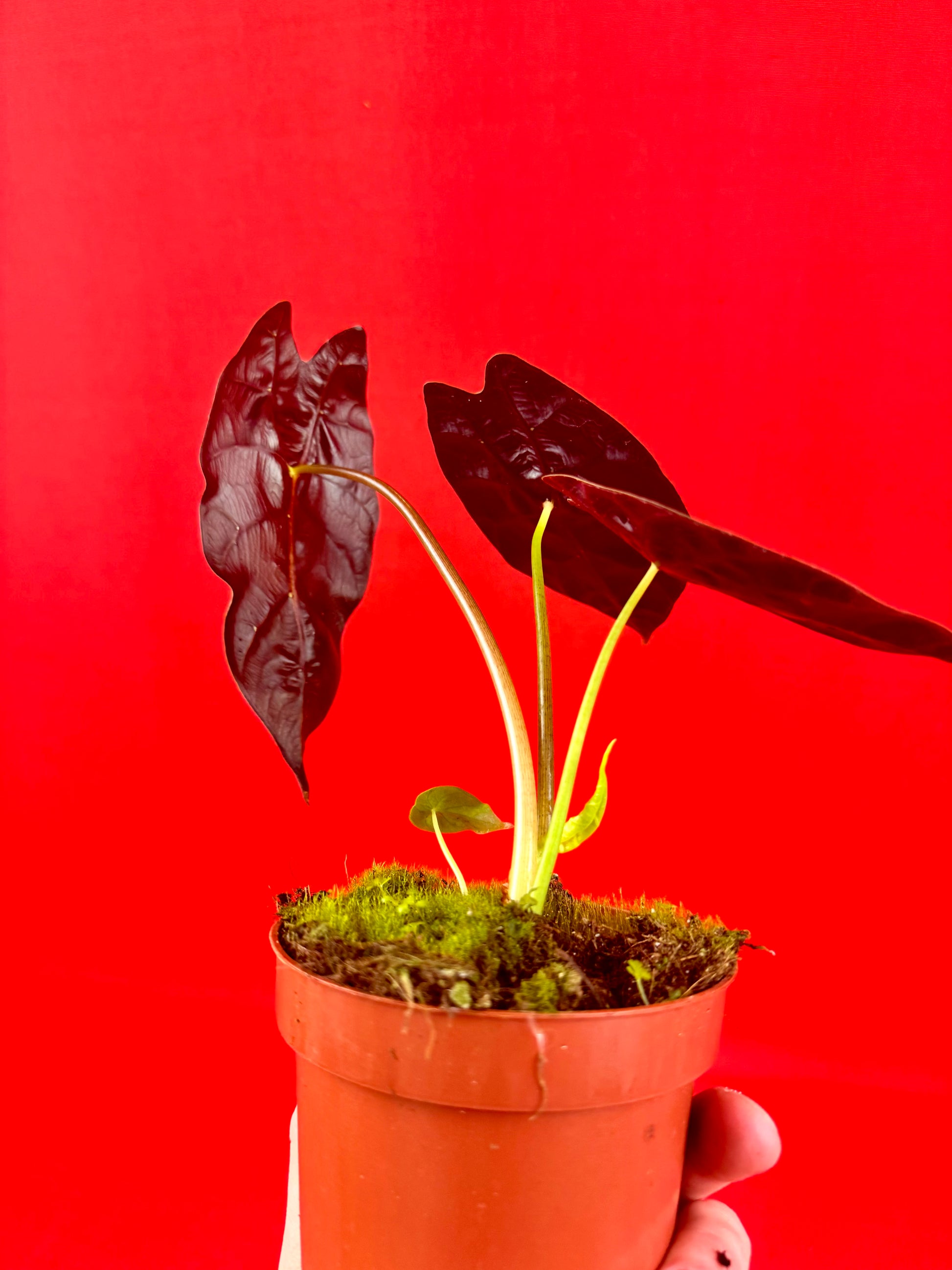 Alocasia wataonia ‘Big Form’ - LUplnts