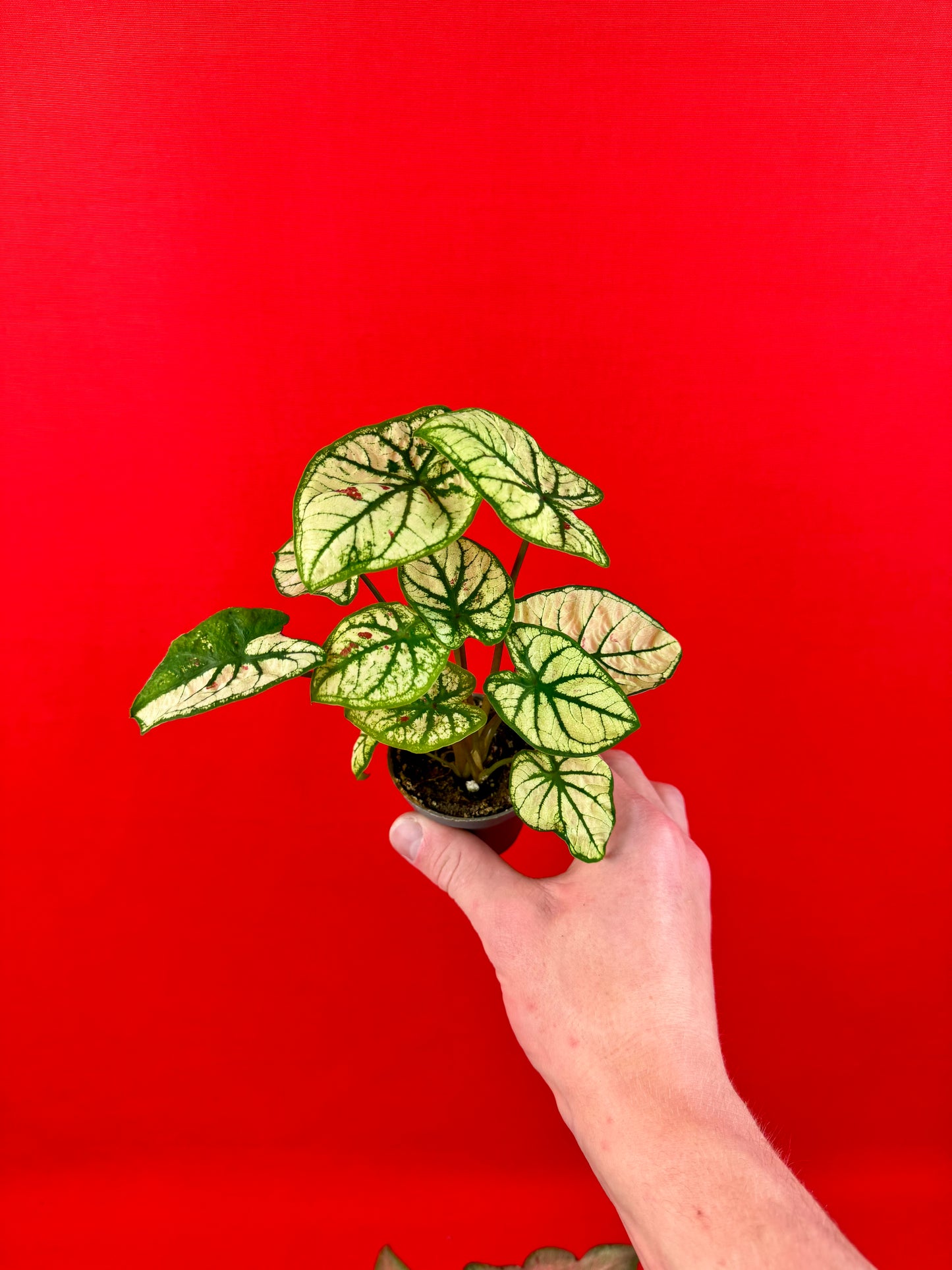 Caladium-Bündel (s)