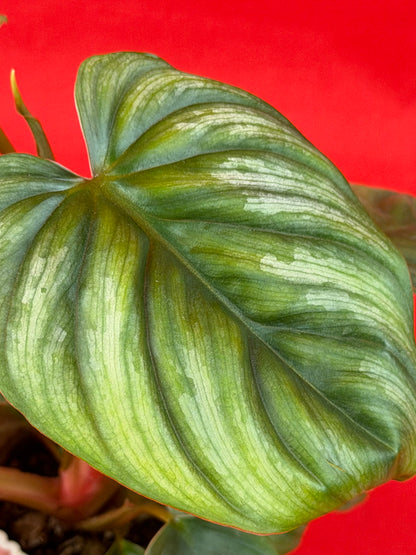 Philodendron Plowmanii (s) - LUplnts