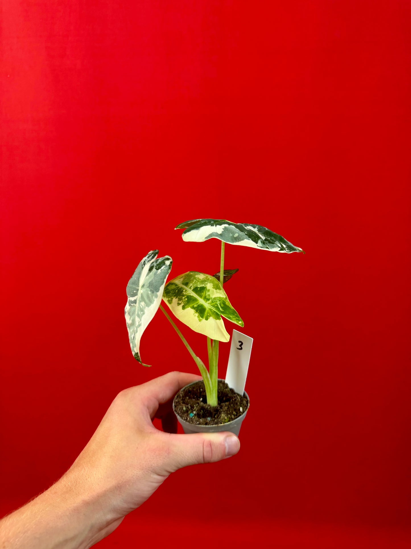 Alocasia micholitziana 'Frydek Variegata' (s)