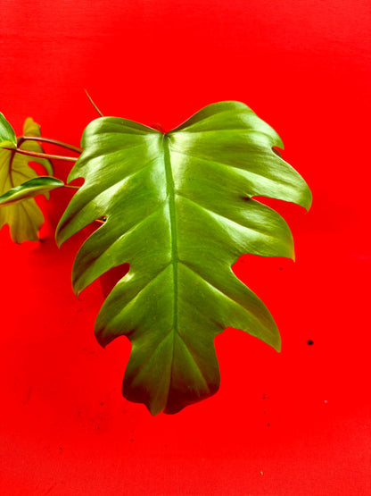 Philodendron Mayoi - LUplnts
