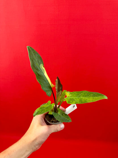 Alocasia lauterbachiana 'Variegata' (s)