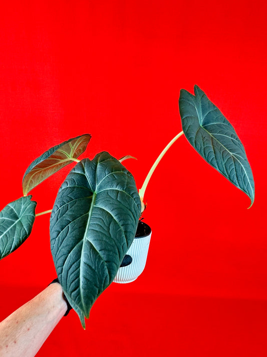 Alocasia 'Dragon Moon'