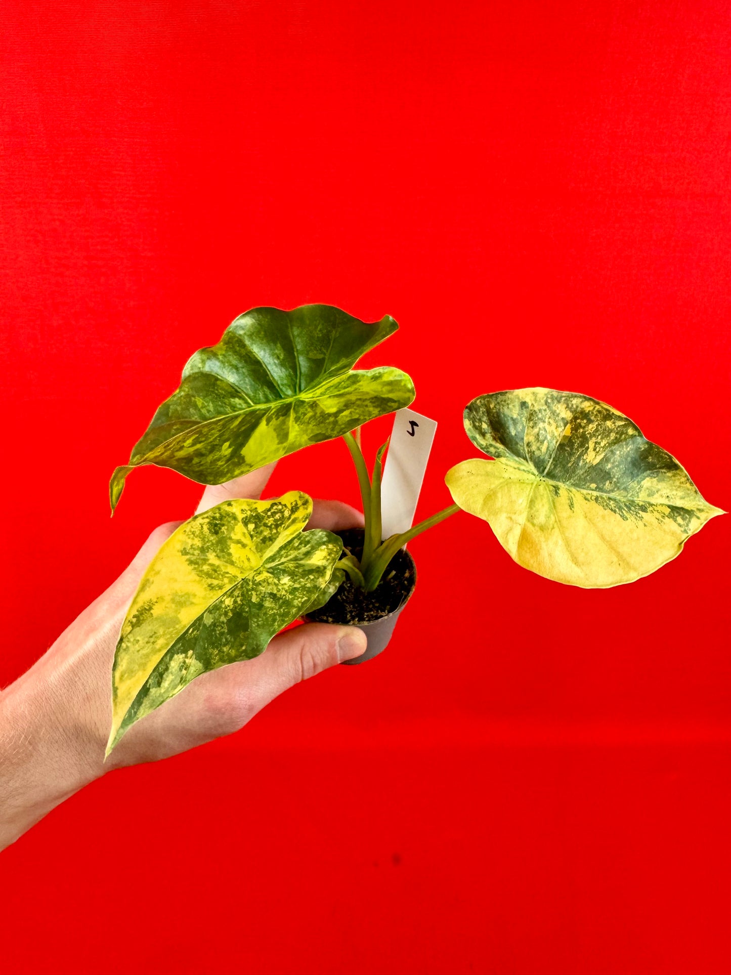 Alocasia macrorrhizos 'Aurea Variegata' (s)