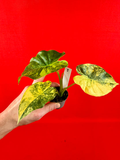 Alocasia macrorrhizos 'Aurea Variegata' (s)