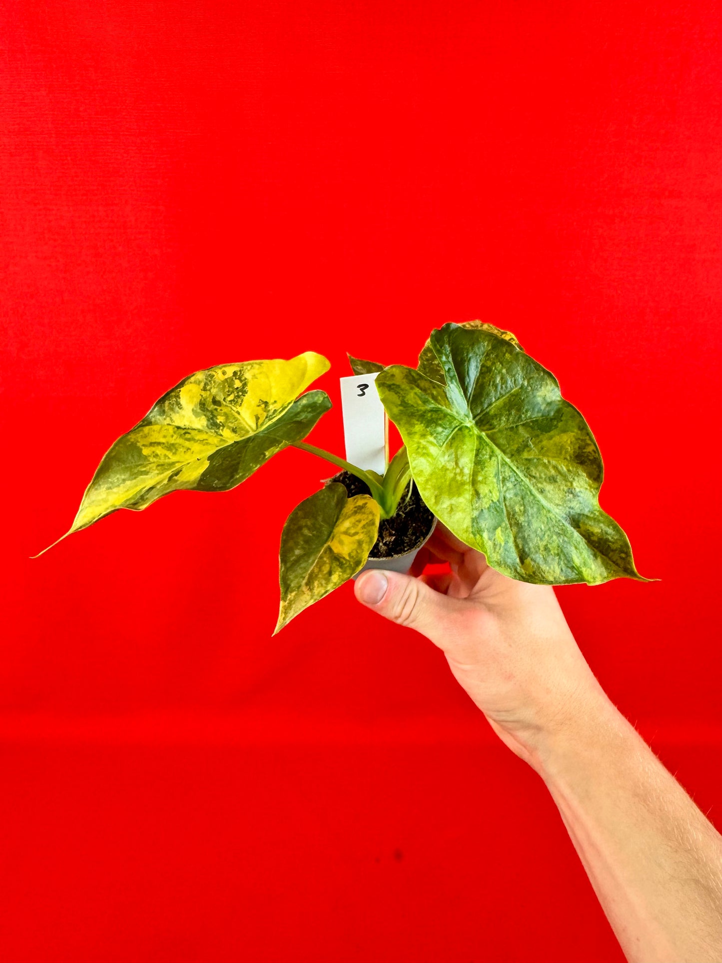 Alocasia macrorrhizos 'Aurea Variegata' (s)