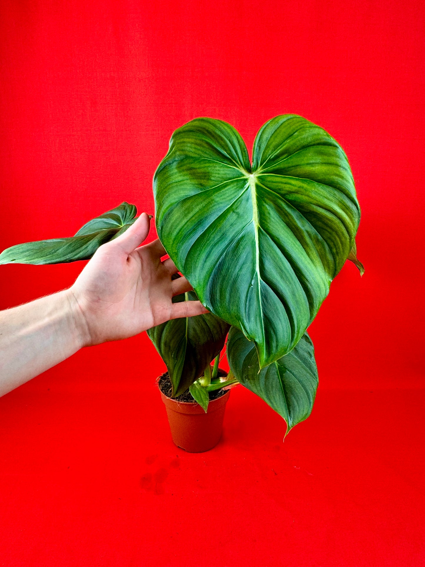 Philodendron Pastazanum