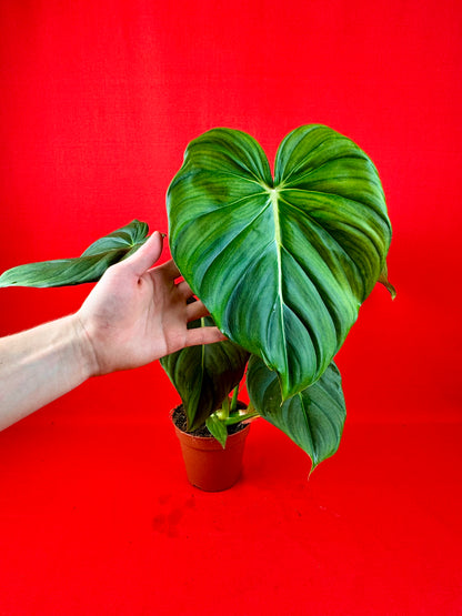 Philodendron Pastazanum